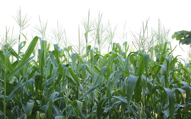 Corn Crop